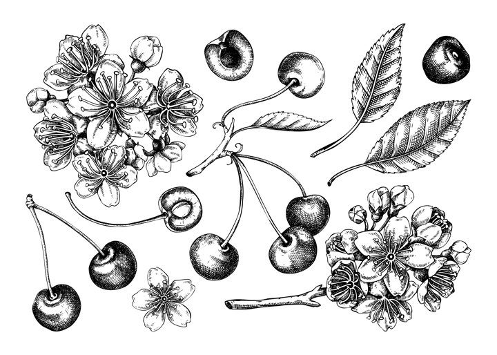 Berry fruit set. Cherry berries, leaves, flowers sketches. Cherry blossom hand-drawn vector illustration. Floral design elements. NOT AI genereted